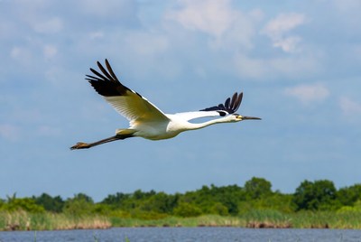 White Heron Flying Over Marsh
