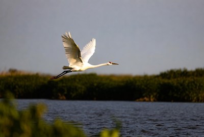 White Heron Flying Over Marsh