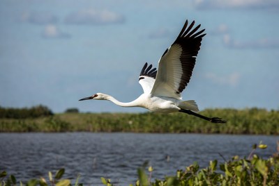 Jabiru stork flying over marsh