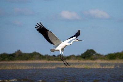 Jabiru stork flying over marsh