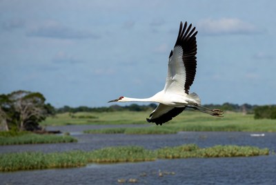 Whooping crane flying over marsh
