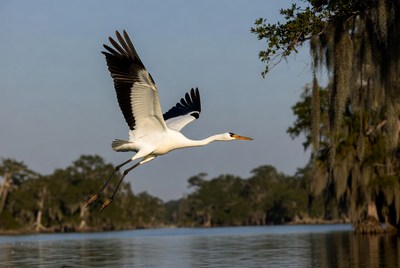 Wood Stork Flying over Swamp