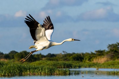 Oriental Stork Flying over Marsh