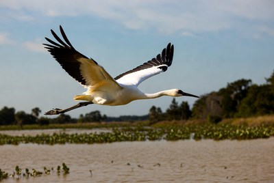 Jabiru stork flying over wetlands