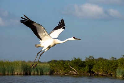 Sandhill Crane Flying over Marsh