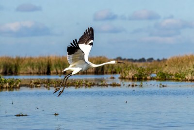 White Heron Flying over Marsh