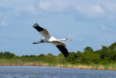 Jabiru stork flying over marsh