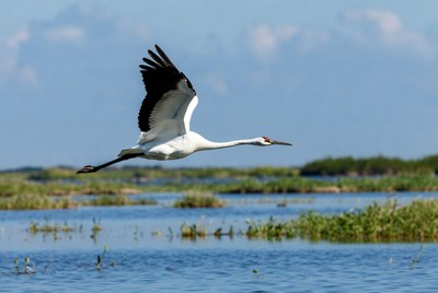 Red-crowned crane flying over marsh
