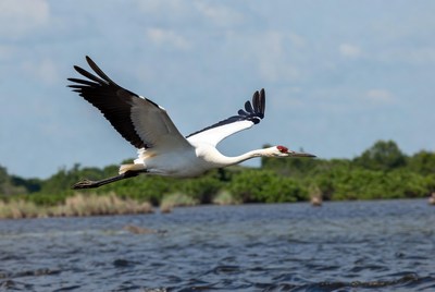 Red-crowned Crane Flying over Water