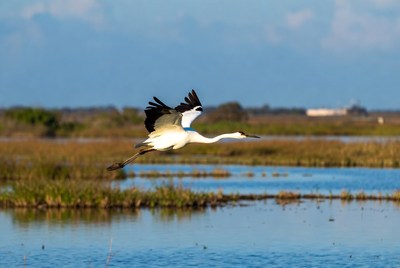Whooping Crane Flying Over Marsh
