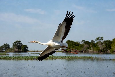 Winged Heron Flying Over Wetland