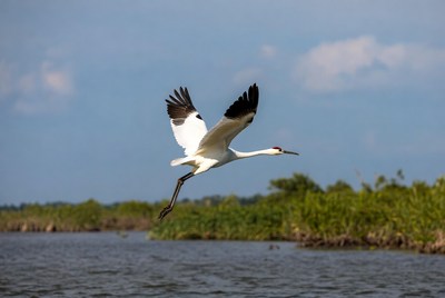 Sandhill crane flying over marsh
