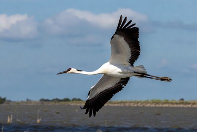 Red-crowned Crane Flying over Water