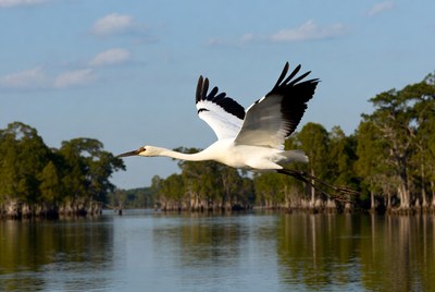 Whooping crane flying over swamp