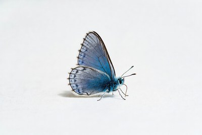 Blue butterfly on white background