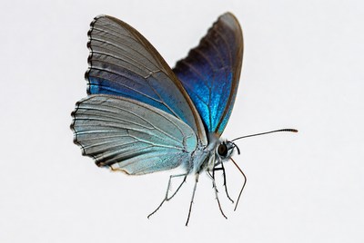 Blue butterfly on white background