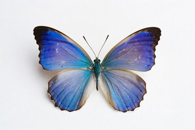 Blue Morpho Butterfly on White Background