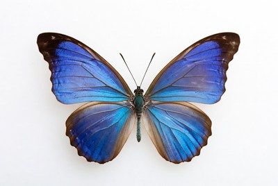 Blue Morpho Butterfly on White Background