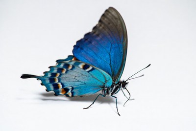 Blue butterfly on white background