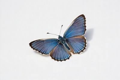 Blue butterfly on white background