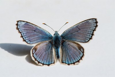 Blue butterfly on white background