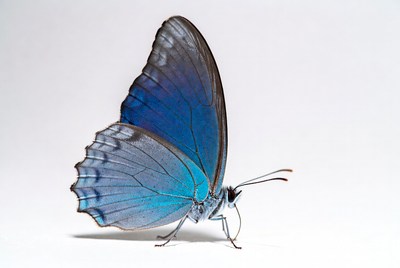 Blue butterfly on white background