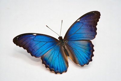 Blue Morpho Butterfly on White Background