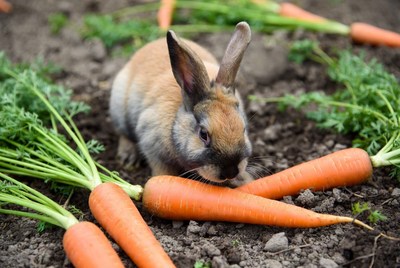 Rabbit eating carrots