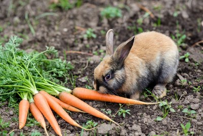 Rabbit eating carrots in garden