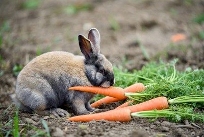 Rabbit eating carrots