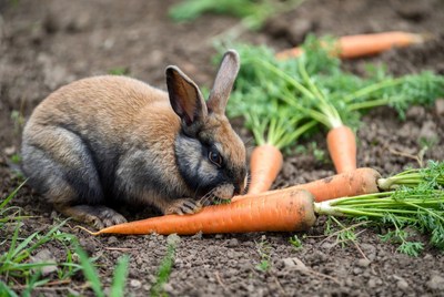 Rabbit eating carrot in garden