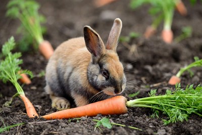 Rabbit eating carrot in garden