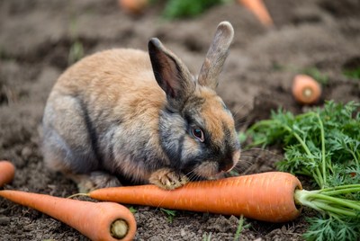 Rabbit eating carrot in garden