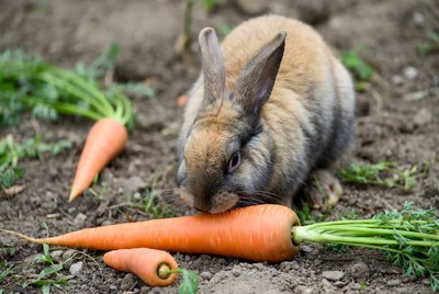 Rabbit eating carrot in garden