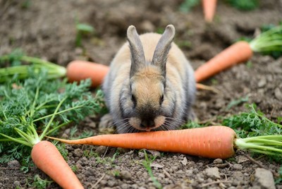 Rabbit eating carrot in garden