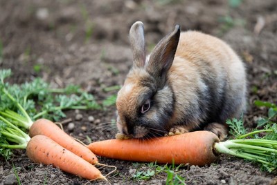 Rabbit eating carrot in garden