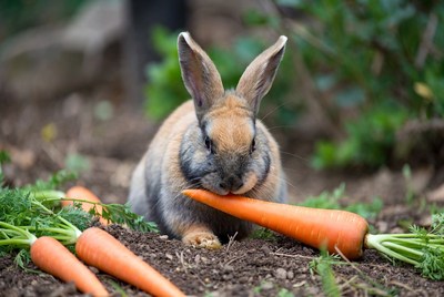 Rabbit eating carrot in grass