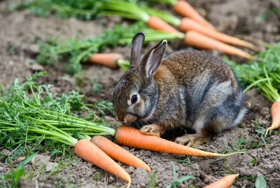 Rabbit eating carrot in garden