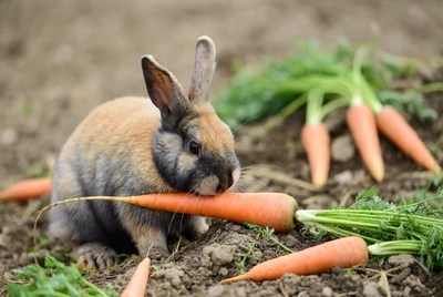 Rabbit eating carrot in garden