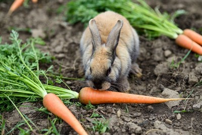 Rabbit eating carrot in garden