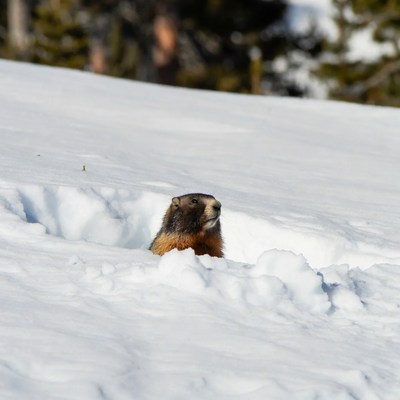 Marmot peeking from snowy burrow