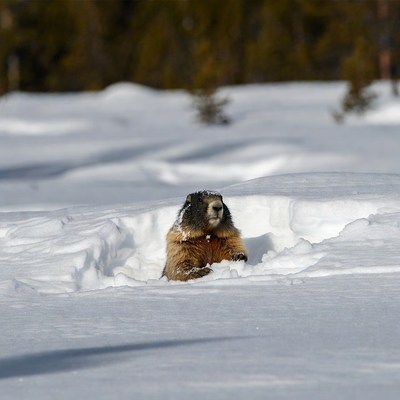 Marmot peeking from snowy burrow