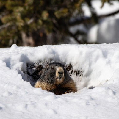 Marmot emerging from snowy burrow