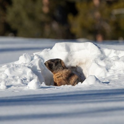 Marmot emerging from snowy burrow