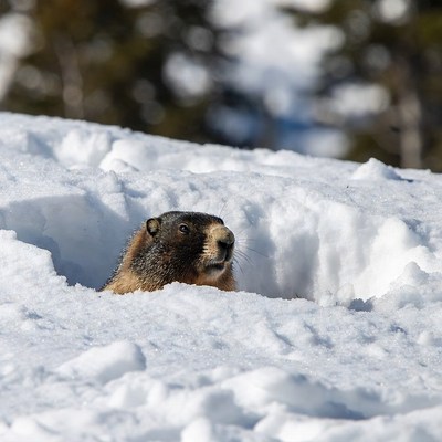 Marmot peeking from snowy burrow