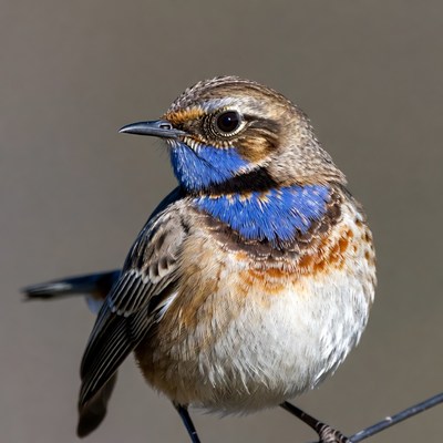Redstart with blue throat perched