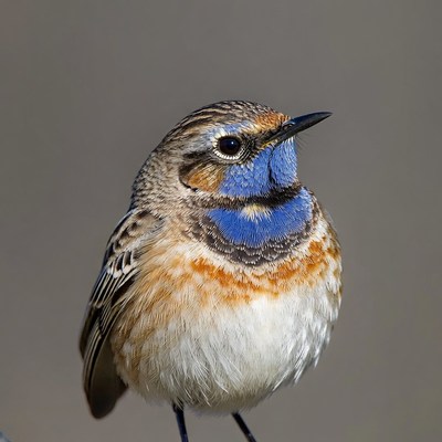 Whinchat bird with blue throat