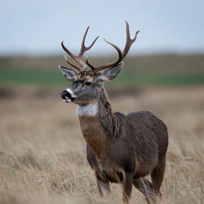 Buck deer standing in field