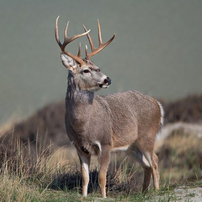 Mule Deer Buck with Antlers