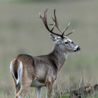 Buck with large antlers in grass